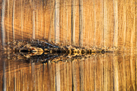 The Woods Reflected, 2015