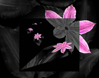 Flowers in Space, 2009