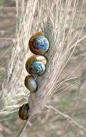 Snails, Psalmodi, 2002