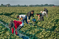 Near Chateau Teillan, 2006