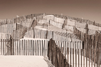 Camargue, France, 2006