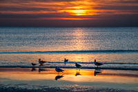 Sunset Shore Birds