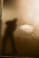 NYC gallery, Where Pigs Fly, 2013