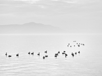 The RiverCaries No. 1