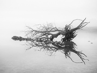 The River Surrounds No. 1