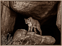 Tucson Desert Museum, 2019