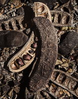 Tucson, Tohono Chul, 2019