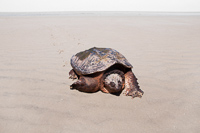 Sea Turtle, Villas, 2010