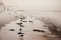 Villas, Gulls and Horseshoe crabs 10, 2010