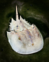 Villas, Horseshoe Crab, 2011